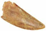 Serrated Raptor Tooth - Real Dinosaur Tooth #371490-1